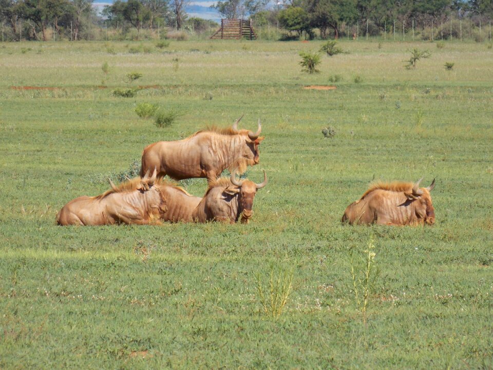 Golden wildebeest africa