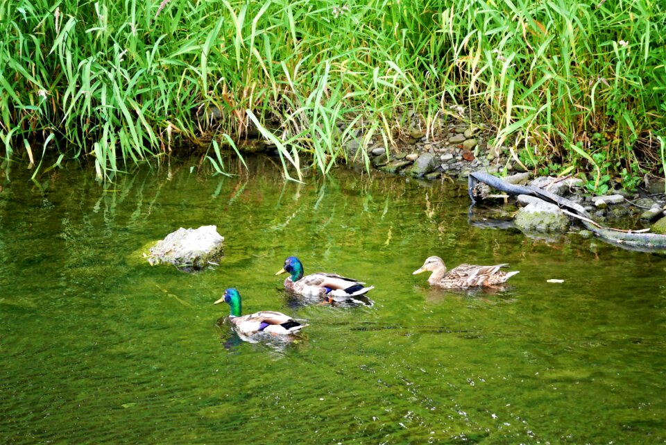 Ducks river nature