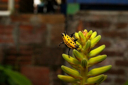 Armenia quindio colombia