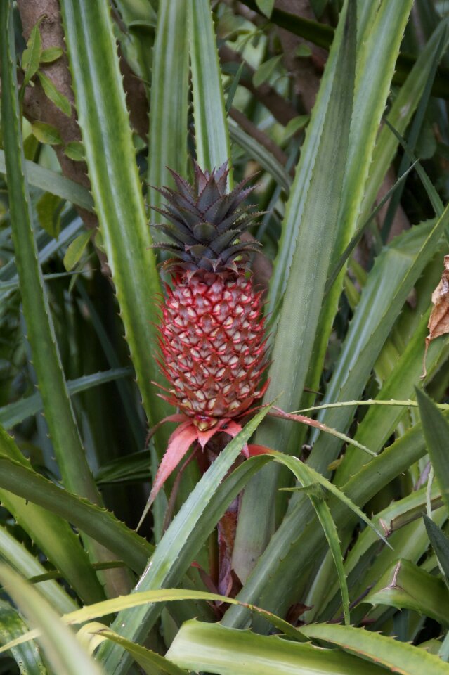 Toxic fruit plant