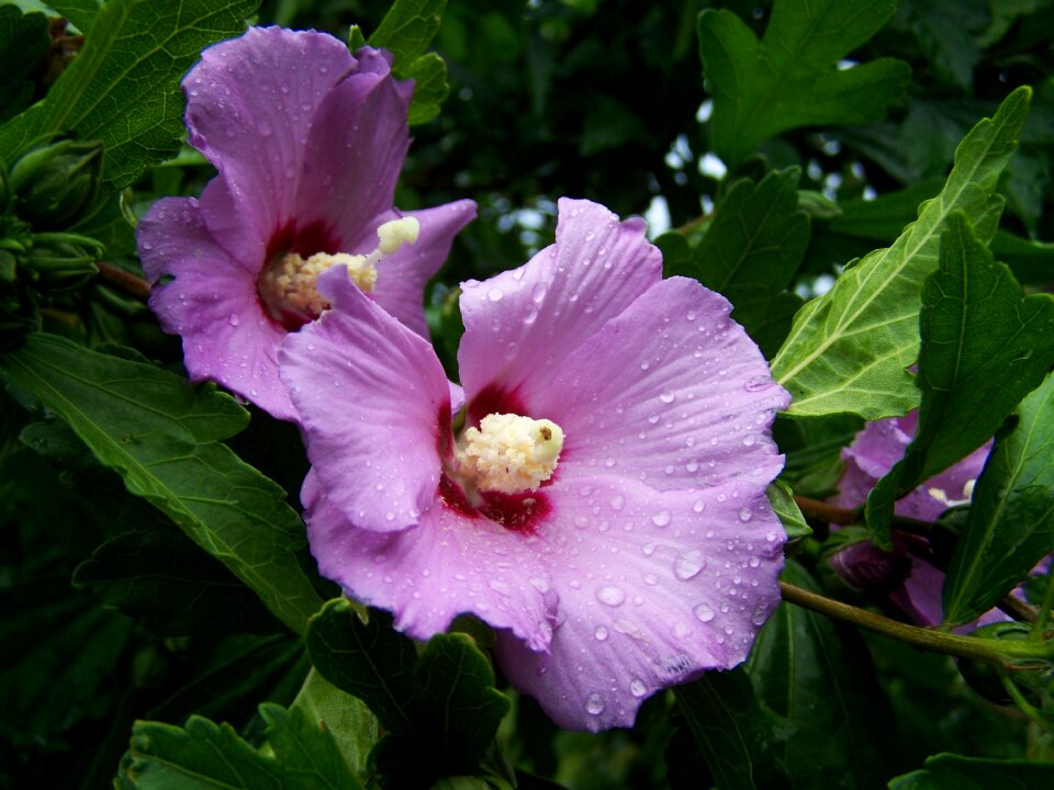 Pale lilac flower garden summer