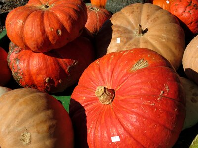 Orange thanksgiving holiday photo