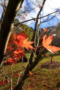 Late autumn blue mountain maple