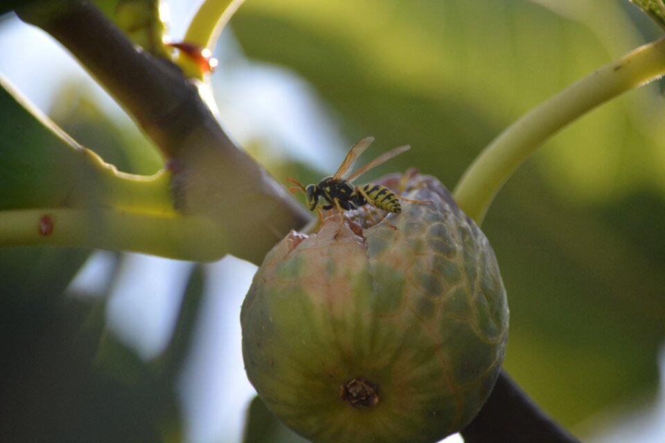 Nature leaf it wasp swarm