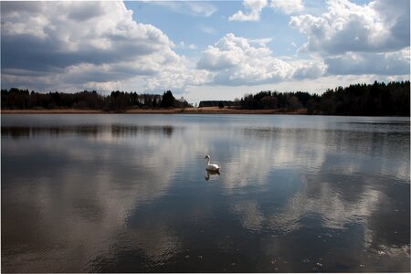 Swan summer reed photo