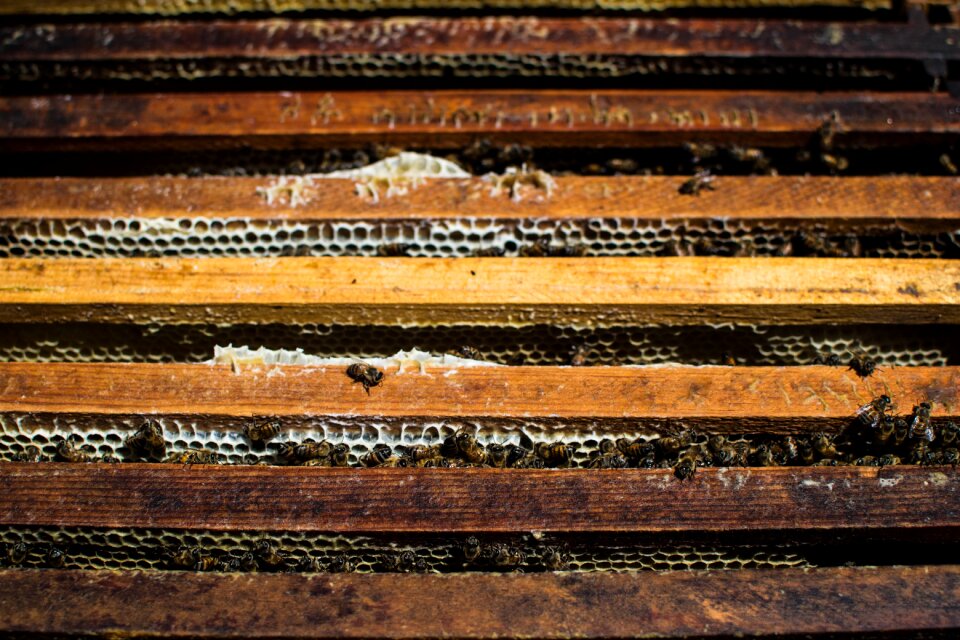 Bees nature beekeeping