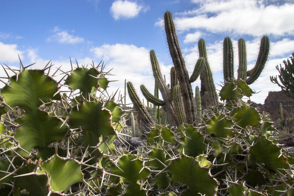 Cactus spur prickly