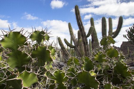 Cactus spur prickly