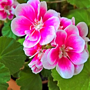 White pink flowers potted plant garden photo