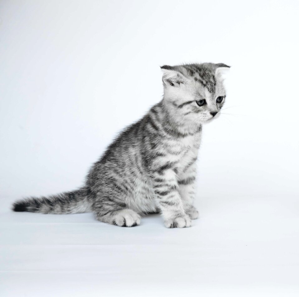 Folded ears kittens short-haired cats