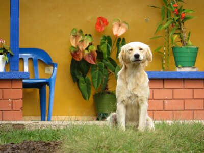 Portrait animal finlandia