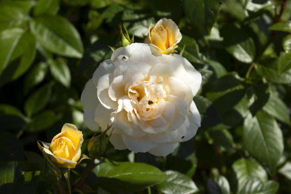 Bloom nature white