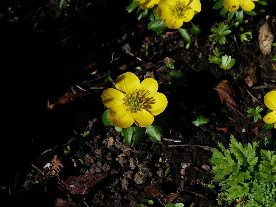 Bloom yellow eranthis hyemalis