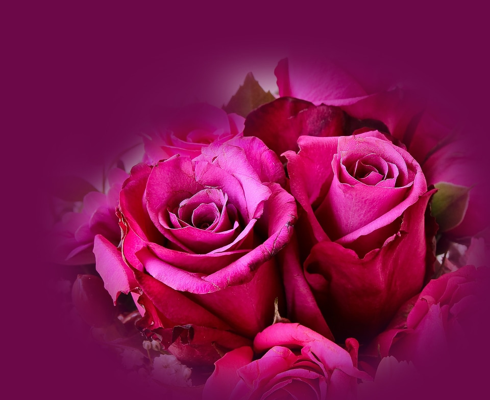 Rose bloom blossom bloom