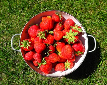 Plant red health