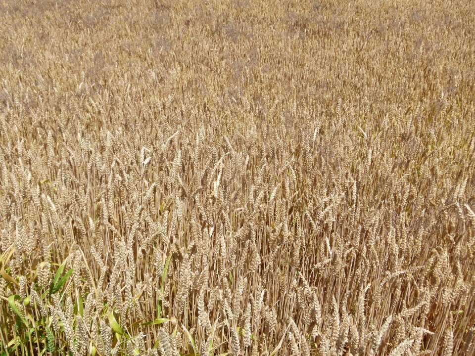 Agriculture field harvest
