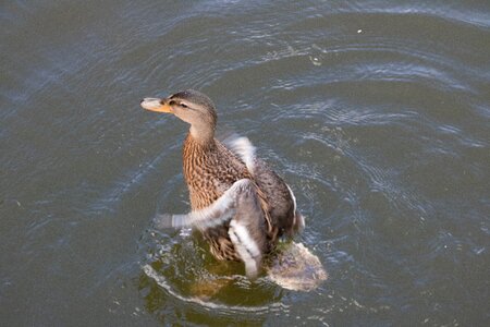 Swannery casting city photo