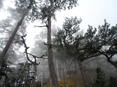 Forest fog pine