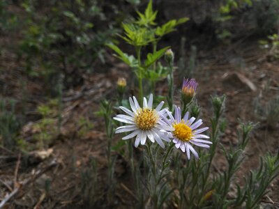 Wild flowers plant lonely