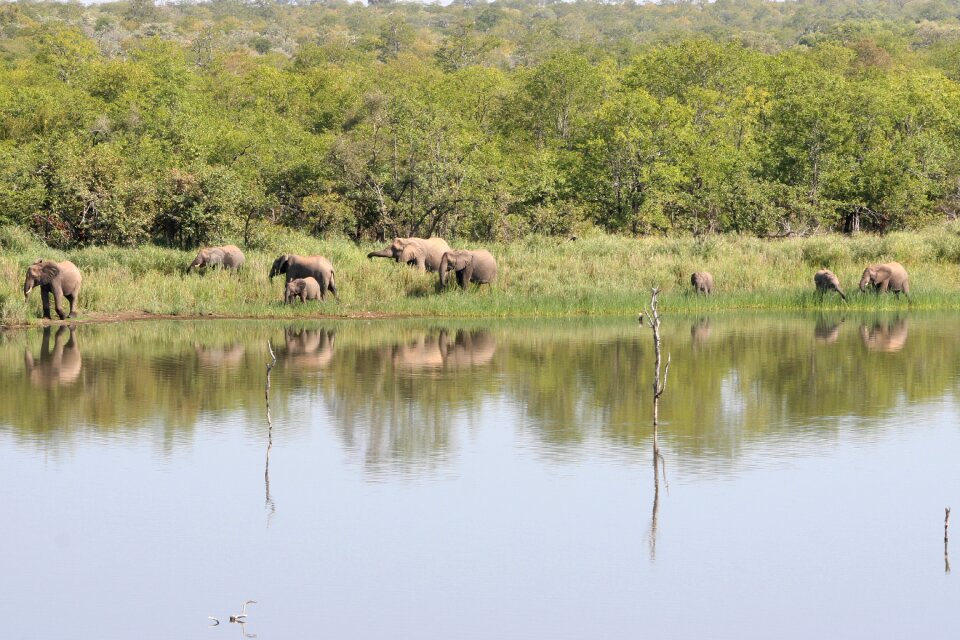Elephants family kruger park lake