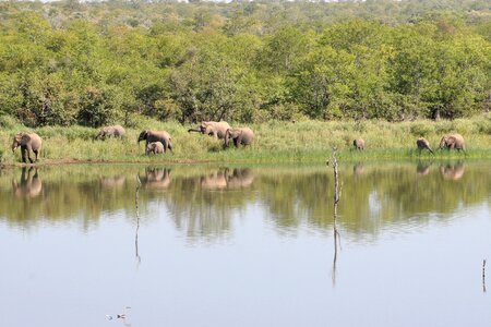 Elephants family kruger park lake photo