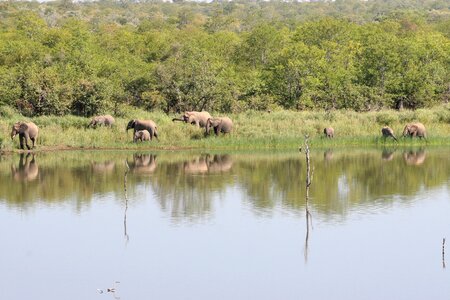 Elephants family kruger park lake
