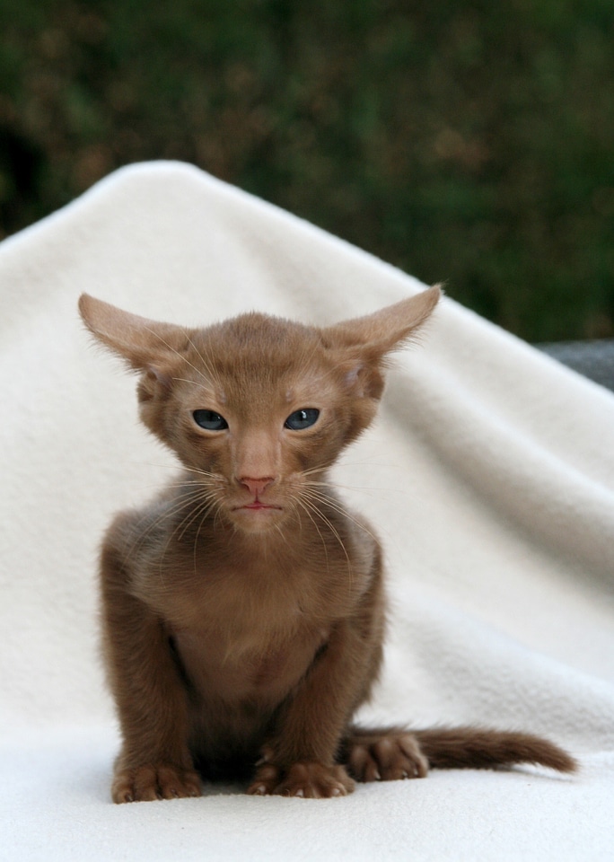 Cat baby attention oriental shorthair