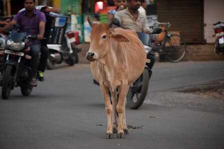 City traffic problem photo