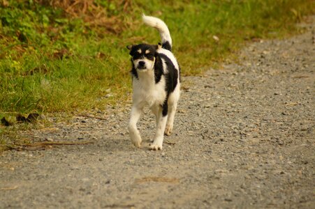 Portrait animal finlandia
