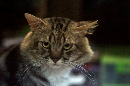 Cat mustache black