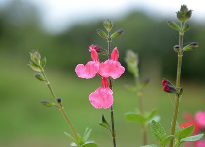 Nature pink green