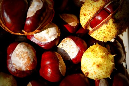 Fruits buckeye nature photo