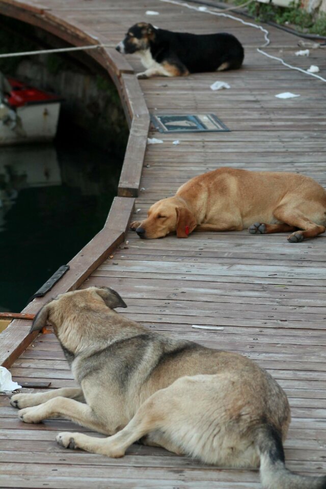 Kyrenia dog marine