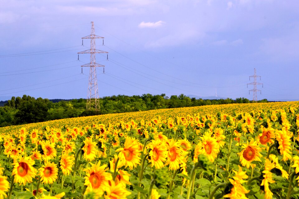 Summer tv-tower flower
