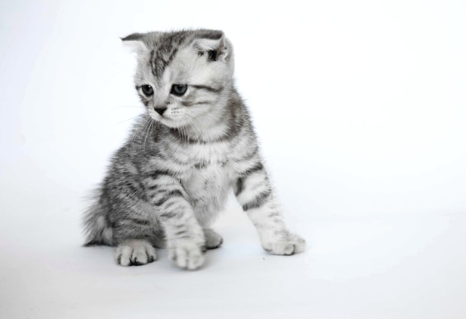 Folded ears kittens short-haired cats