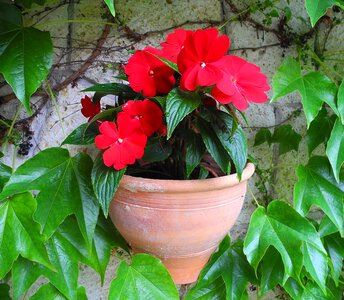 Tile flower pot flower