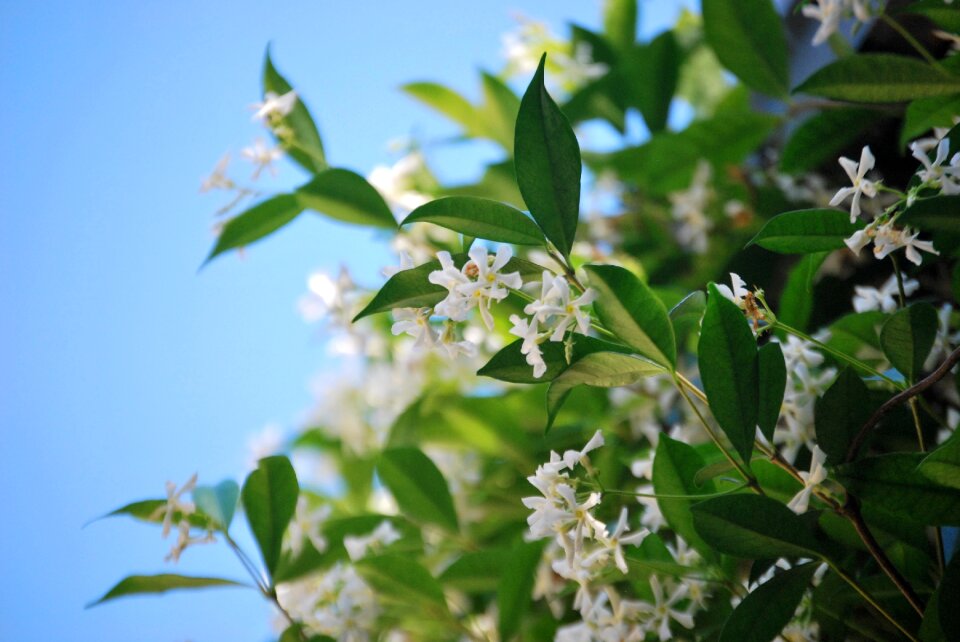 Jasmine nature green