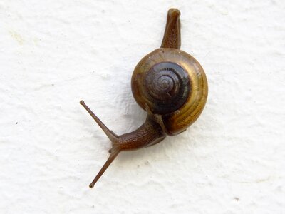 Asphalt gastropod macro