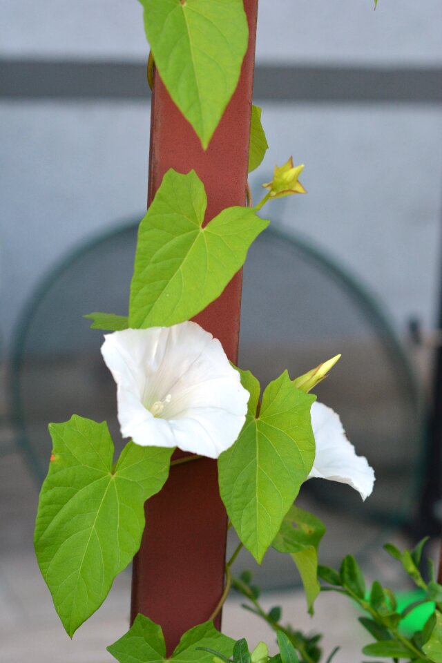 Flower blooming creeper
