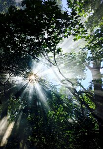 Sunlight nature tranquil