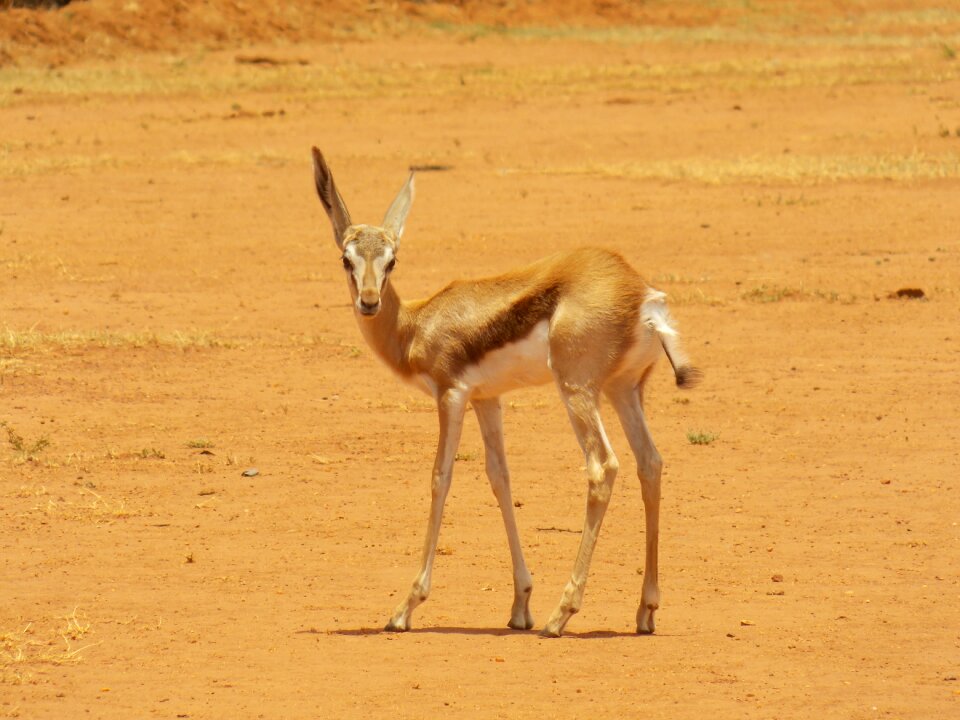 Wildlife animal mammal