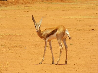 Wildlife animal mammal photo