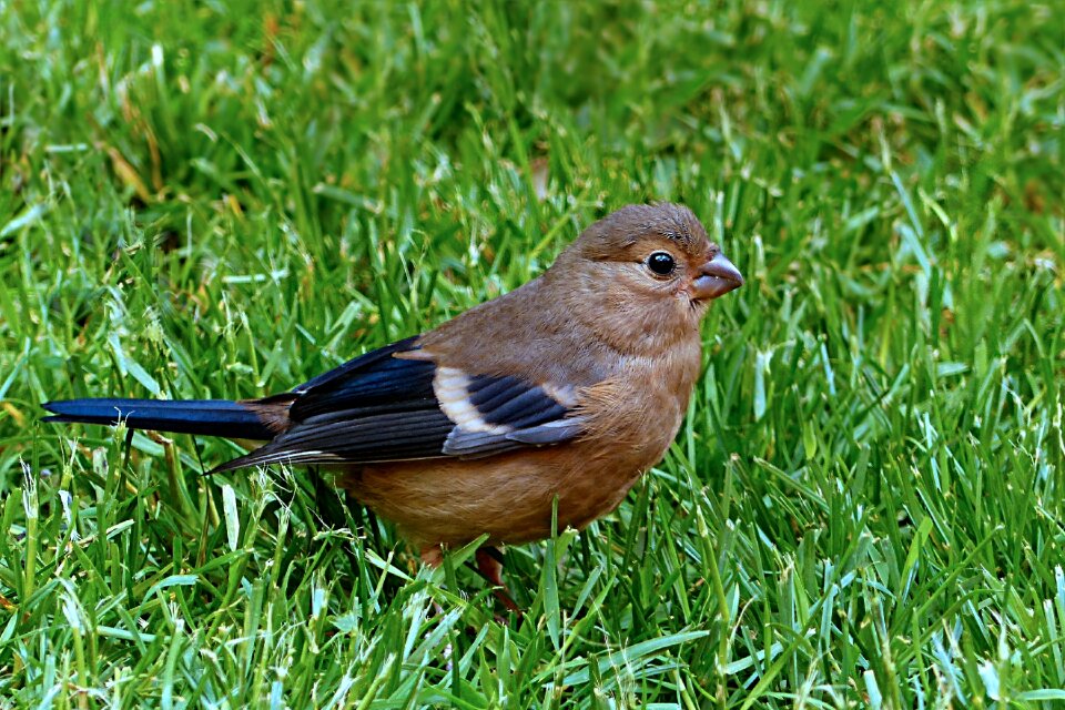 Female young foraging