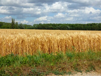 The grain sky the clouds