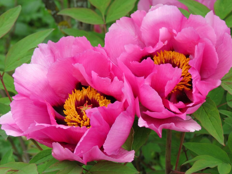 Spring nature flower