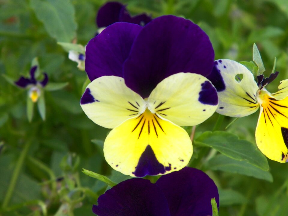 Nature spring seasonal