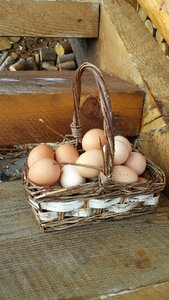 Farm chickens brown eggs photo