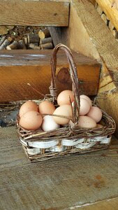 Farm chickens brown eggs