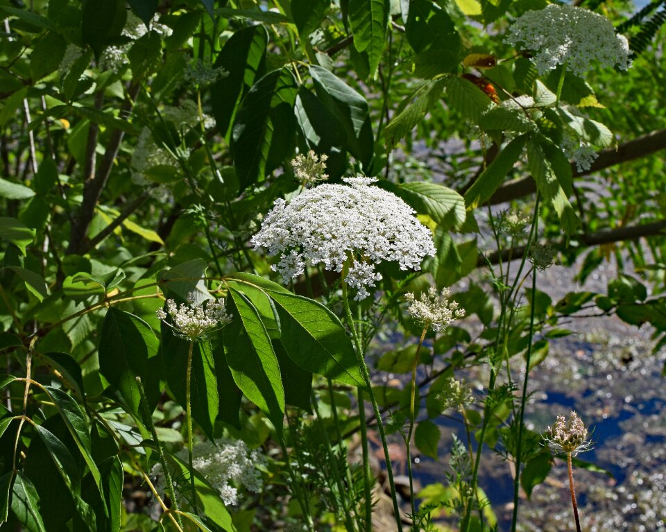 Insect animal pollinator