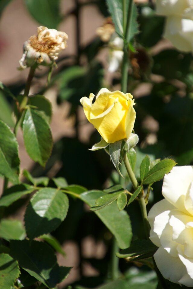 Yellow bright yellow white